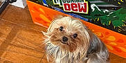 Piper is registered to the contest to win money with this photo: dog, small_dog, yorkshire_terrier, pet, hardwood_floor, cardboard_box, mountain_dew_box, beverage_pack, packaging, indoor, wood_floor, cute, furry, looking_up, portrait, domestic_pet, brown_coat, long_hair, sitting, eyes
