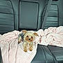 Piper joined the competition — help win amazing prizes! dog, yorkshire_terrier, small_dog, pink_blanket, blanket, car_interior, back_seat, leather_seat, seat_belt, headrest, window, pet, cute, looking_at_camera, paws, fur, travel, cozy, companion, portrait