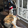 Billie is registered to the contest to win money with this photo: animal, blurred_background, cat, cozy, daylight, domestic_cat, fur, furniture, home, indoor, paw, pet, quiet, relaxation, resting, sleeping, sunlight, tabby_cat, window, wooden_surface