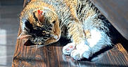 Billie is registered to the contest to win money with this photo: animal, cat, closeup, cozy, cute, fur, indoor, paw, peaceful, pet, relaxing, resting, sleeping, soft, striped, sunlight, tabby, warm, whiskers, wooden_floor