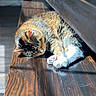 animal, cat, closeup, cozy, cute, fur, indoor, paw, peaceful, pet, relaxing, resting, sleeping, soft, striped, sunlight, tabby, warm, whiskers, wooden_floor