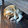 Billie is registered to the contest to win money with this photo: animal, bench, brown, cat, closeup, cozy, fur, indoor, natural_light, orange, paw, peaceful, pet, quiet, resting, sleeping, tabby, texture, white, wood