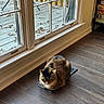 autumn, board_games, calico_cat, calm, cat, cozy, daylight, floor, floor_vent, home, indoor, leaf, pet, quiet, resting, shelf, sunlight, window, window_pane, wood_floor