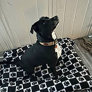 Blaze joined the competition — help win amazing prizes! animal, black_dog, blanket, canine, collar, companion, curious, dog, domestic_animal, floor, furniture, home, indoor, looking_up, paw_print, pet, sitting, wall, white_chest, wood_floor
