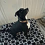 animal, black_dog, blanket, canine, collar, companion, curious, dog, domestic_animal, floor, furniture, home, indoor, looking_up, paw_print, pet, sitting, wall, white_chest, wood_floor
