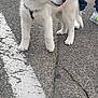 Vegas participe au concours pour gagner de l'argent avec cette photo : puppy, dog, leash, sidewalk, asphalt, person, sneakers, pants, road, cracks, white_line, outdoor, street, walking, playful, young_dog, animal, pet, cute, tongue_out