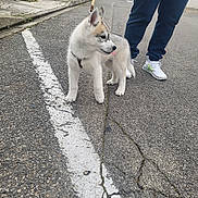 Vegas participe au concours pour gagner de l'argent avec cette photo : puppy, dog, street, sidewalk, person, leash, pavement, crack, footwear, sneakers, pants, urban, outdoor, walking, pet, animal, playful, young, canine, daytime