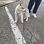 puppy, dog, street, sidewalk, person, leash, pavement, crack, footwear, sneakers, pants, urban, outdoor, walking, pet, animal, playful, young, canine, daytime