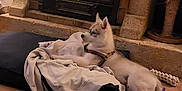 Vegas participe au concours pour gagner de l'argent avec cette photo : puppy, dog, indoor, fireplace, floor, clothes, toy, wooden_floor, stone, cozy, pet, resting, young_dog, blanket, home, animal, fur, collar, relaxing, domestic