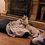 puppy, dog, indoor, fireplace, floor, clothes, toy, wooden_floor, stone, cozy, pet, resting, young_dog, blanket, home, animal, fur, collar, relaxing, domestic