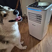 Vegas a rejoint le concours — aidez-le/la à gagner de superbes lots ! dog, husky, pet, indoor, floor, wooden_floor, air_cooler, appliance, happy, tongue_out, fur, canine, cooling_device, smiling, household, technology, modern, comfort, domestic, animal