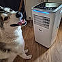 dog, husky, pet, indoor, floor, wooden_floor, air_cooler, appliance, happy, tongue_out, fur, canine, cooling_device, smiling, household, technology, modern, comfort, domestic, animal