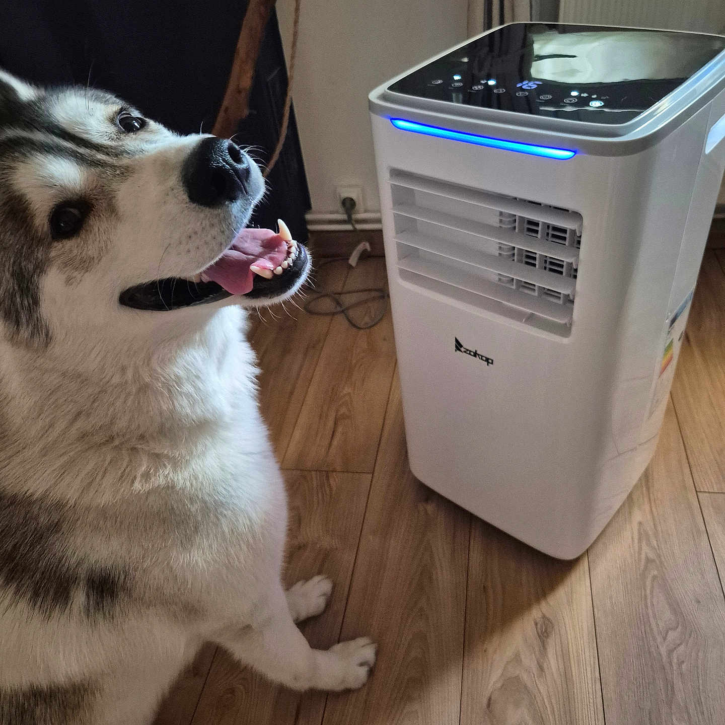 Vegas a rejoint le concours — aidez-le/la à gagner de superbes lots ! air_cooler, animal, appliance, canine, comfort, cooling_device, dog, domestic, floor, fur, happy, household, husky, indoor, modern, pet, smiling, technology, tongue_out, wooden_floor