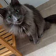 Samba a rejoint le concours — aidez-le/la à gagner de superbes lots ! animal, carpet, cat, close_up, ears, feline, fluffy, gray_cat, green_eyes, home, indoors, long_hair, looking_at_camera, pet, portrait, sitting, stairs, tail, whiskers, wooden_furniture