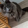 animal, carpet, cat, close_up, ears, feline, fluffy, gray_cat, green_eyes, home, indoors, long_hair, looking_at_camera, pet, portrait, sitting, stairs, tail, whiskers, wooden_furniture
