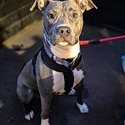 Venus participe au concours pour gagner de l'argent avec cette photo : animal, attention, blurred_background, canine, casual_shoes, curious, dog, evening_light, greenery, grey_coat, harness, human_feet, leash, outdoor, pavement, pet, planter, portrait, sitting, white_paws