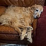 Make participe au concours pour gagner de l'argent avec cette photo : animal, blanket, comfort, couch, cozy, cushion, dog, floor, fur, furniture, golden_retriever, home, indoor, leather, living_room, paws, pet, relaxing, resting, sleepy