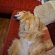 Make a rejoint le concours — aidez-le/la à gagner de superbes lots ! animal, canine, comfort, couch, cozy, cute, dog, domestic, fluffy, fur, furniture, golden_retriever, home, indoor, lying_down, pet, pillows, relaxed, resting, sleepy