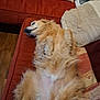 animal, canine, comfort, couch, cozy, cute, dog, domestic, fluffy, fur, furniture, golden_retriever, home, indoor, lying_down, pet, pillows, relaxed, resting, sleepy
