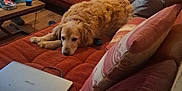Make participe au concours pour gagner de l'argent avec cette photo : blanket, casual, couch, cozy, dog, furniture, golden_retriever, home, indoor, laptop, living_room, mug, person, pillow, relaxing, resting, socks, sofa, table, wooden_floor