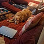 blanket, casual, couch, cozy, dog, furniture, golden_retriever, home, indoor, laptop, living_room, mug, person, pillow, relaxing, resting, socks, sofa, table, wooden_floor