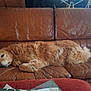 Make a rejoint le concours — aidez-le/la à gagner de superbes lots ! animal, brown, canine, comfort, couch, cozy, dog, fur, furniture, golden_retriever, home, indoor, leather, living_room, nap, pet, pillow, relaxed, resting, sleeping