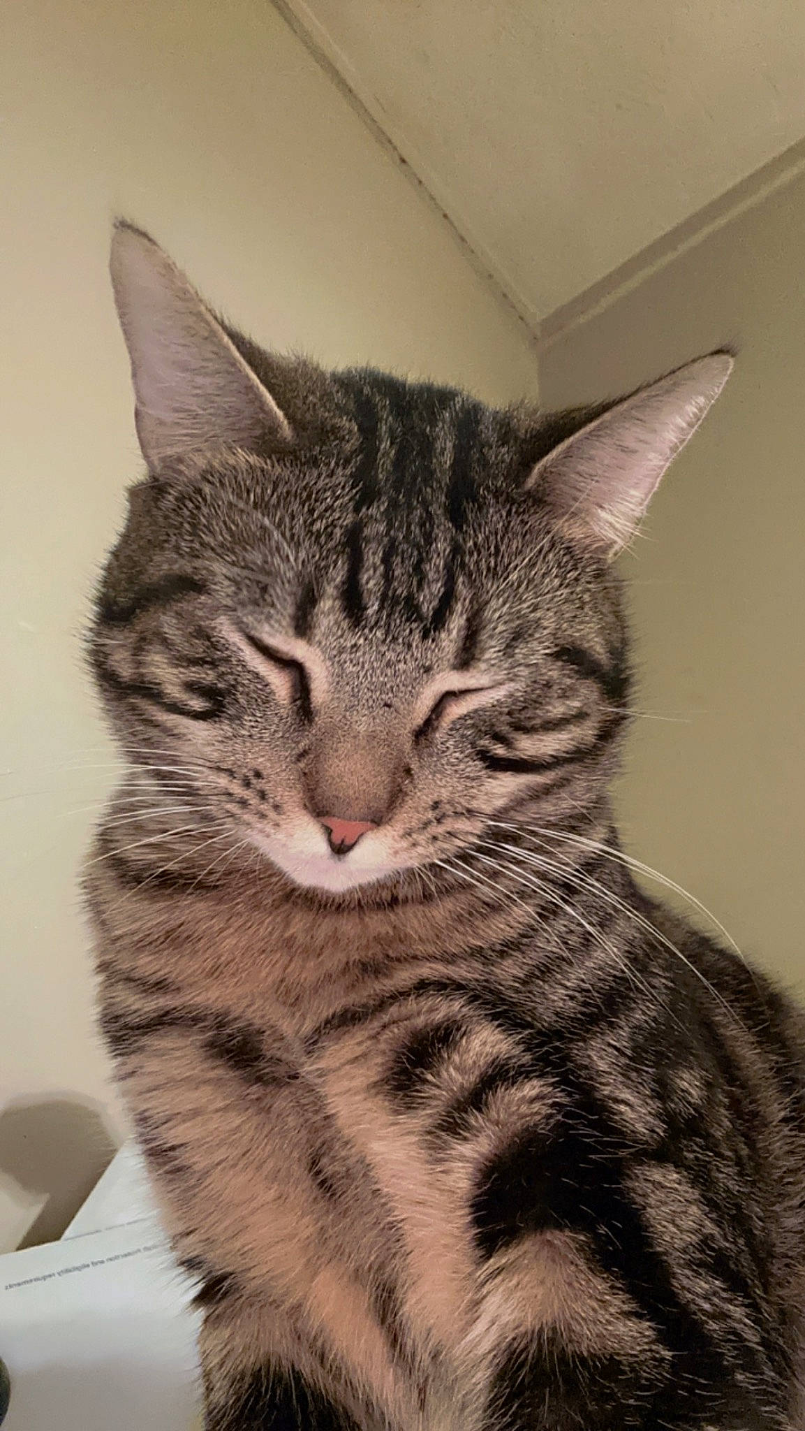 Beatrice is registered to the contest to win money with this photo: carnivore, cat, domestic_short_haired_cat, felidae, fur, paw, small_to_medium_sized_cats, snout, terrestrial_animal, whiskers