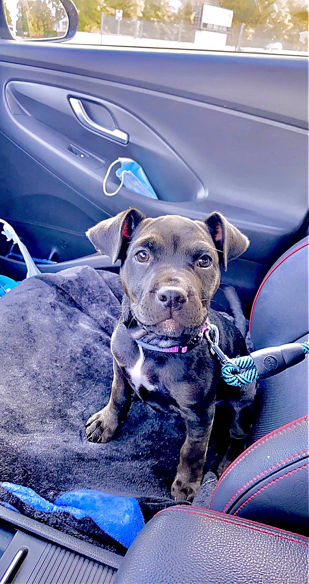 Cola is registered to the contest to win money with this photo: automotive_lighting, automotive_tire, blue, car, carnivore, collar, companion_dog, dog, dog_breed, dog_collar, electric_blue, fawn, fender, hood, leash, motor_vehicle, tire, vehicle, vehicle_door, working_animal