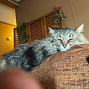 Saffron joined the competition — help win amazing prizes! cat, feline, pet, long_hair, sleeping, sleepy, couch, cushion, indoor, home, cozy, fur, whiskers, face, ears, nose, close_up, relaxed, furniture, plant