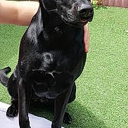 Palma participe au concours pour gagner de l'argent avec cette photo : dog, black_dog, pet, animal, outdoor, garden, grass, wooden_bench, towel, fence, plant, sunlight, paw, canine, domestic_animal, companion, sitting, human_arm, nature, daytime