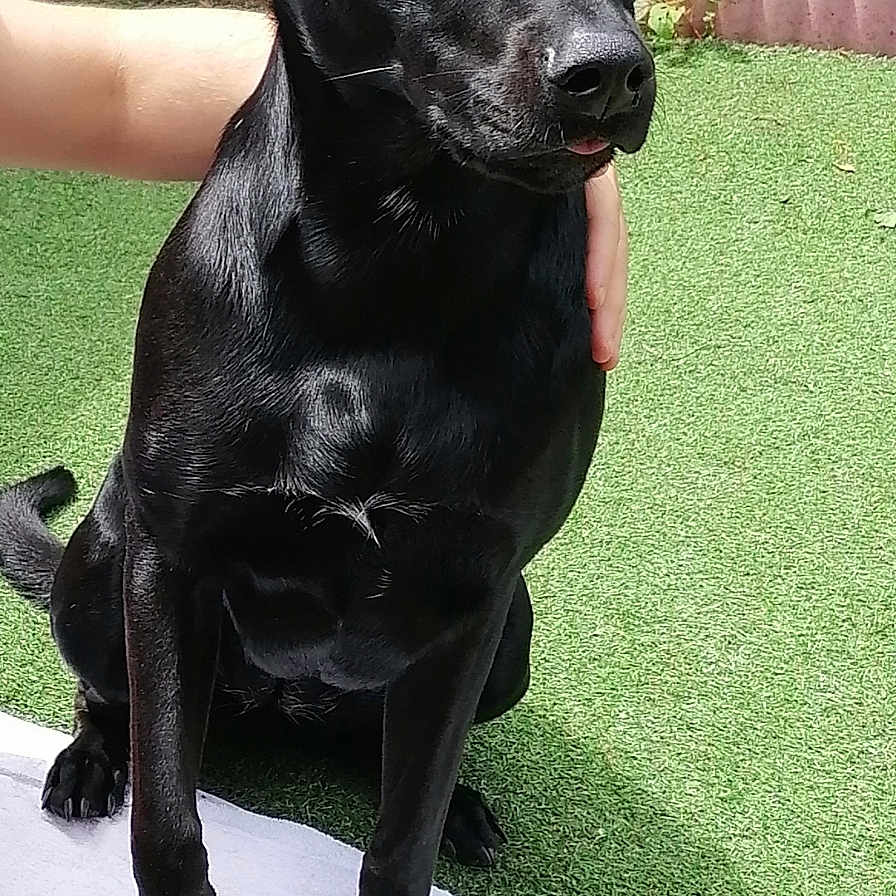 Palma participe au concours pour gagner de l'argent avec cette photo : animal, black_dog, canine, companion, daytime, dog, domestic_animal, fence, garden, grass, human_arm, nature, outdoor, paw, pet, plant, sitting, sunlight, towel, wooden_bench