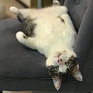 Moon participe au concours pour gagner de l'argent avec cette photo : cat, upside_down, chair, gray, fur, green_eyes, relaxed, indoor, pet, whiskers, tabby, comfortable, cushion, animal, mammal, looking, cute, domestic, playful, resting