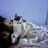 Moon a rejoint le concours — aidez-le/la à gagner de superbes lots ! cat, tuxedo_cat, pet, animal, whiskers, ears, eyes, nose, sitting, blanket, bed, pillow, bedroom, indoors, cozy, relaxed, portrait, black_and_white, fabric, home