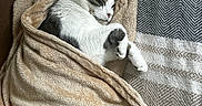 Moon participe au concours pour gagner de l'argent avec cette photo : cat, tabby_cat, white_cat, sleeping, sleepy, curled_up, blanket, cozy, couch, indoor, pet, animal, whiskers, ears, paws, fur, relaxed, nap, textile, home_decor