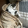 cat, tabby_cat, white_cat, sleeping, sleepy, curled_up, blanket, cozy, couch, indoor, pet, animal, whiskers, ears, paws, fur, relaxed, nap, textile, home_decor
