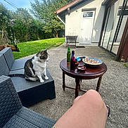 Moon participe au concours pour gagner de l'argent avec cette photo : cat, dog, tabby_cat, white_cat, pet, animal, outdoor, patio, backyard, garden, wicker_chair, table, snacks, drinks, bottles, sunlight, house, door, window, grass