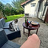 cat, dog, tabby_cat, white_cat, pet, animal, outdoor, patio, backyard, garden, wicker_chair, table, snacks, drinks, bottles, sunlight, house, door, window, grass