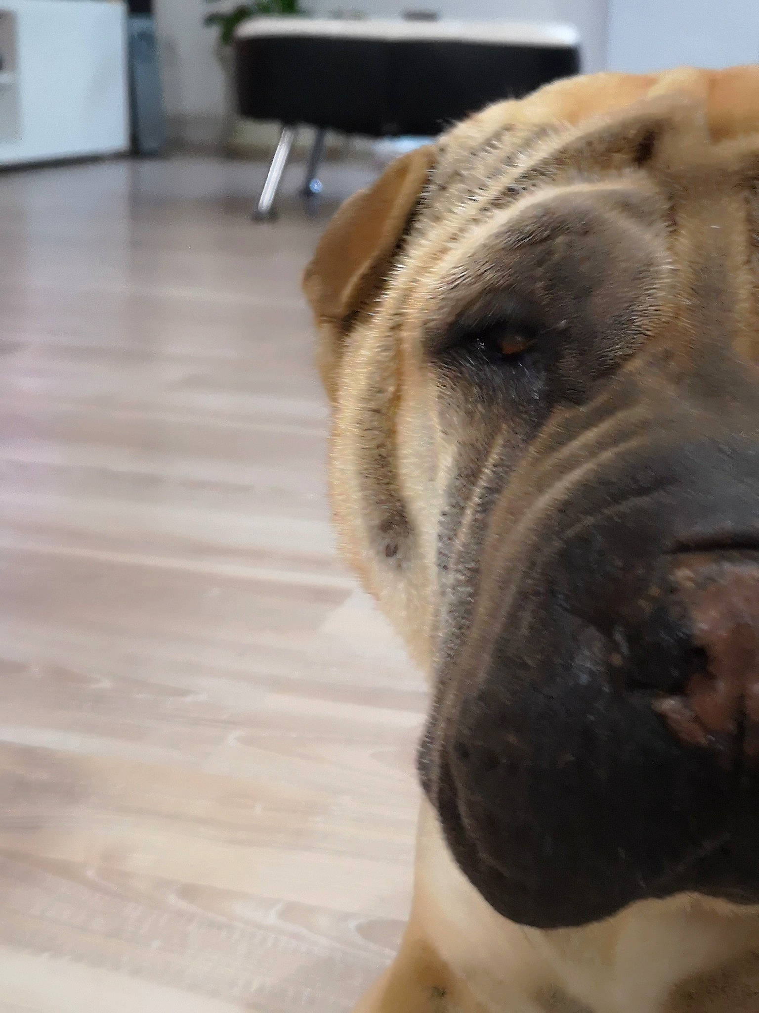 Elia a rejoint le concours — aidez-le/la à gagner de superbes lots ! ancient_dog_breeds, boerboel, bullmastiff, canidae, carnivore, companion_dog, dog, dog_breed, fawn, mammal, molosser, non_sporting_group, old_english_bulldog, olde_english_bulldogge, ori_pei, shar_pei, skin, snout, vertebrate, wrinkle