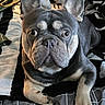 Zeus is registered to the contest to win money with this photo: animal, bed, blanket, companion, cozy, curious, cute, dog, ears, face, french_bulldog, fur, indoor, looking, lying_down, paw, pet, resting, snout, wide_eyes