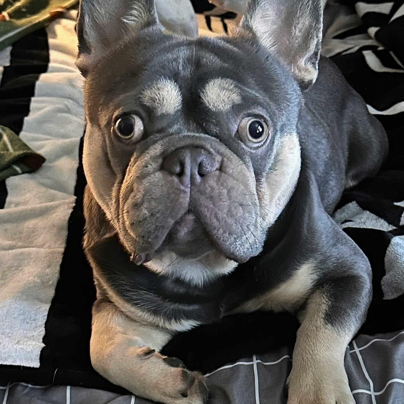 Zeus
