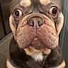 Zeus joined the competition — help win amazing prizes! animal, black, brown, close_up, companion, dog, expression, face, french_bulldog, fridge, fur, hand, household, indoor, kitchen, pet, portrait, toy, white, wide_eyes