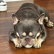 Zeus joined the competition — help win amazing prizes! animal, ball, brown, close_up, companion, cute, dog, domestic, ears, french_bulldog, indoor, mammal, paw, pet, relaxed, resting, sleeping, snout, toy, wooden_floor