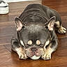 animal, ball, brown, close_up, companion, cute, dog, domestic, ears, french_bulldog, indoor, mammal, paw, pet, relaxed, resting, sleeping, snout, toy, wooden_floor