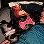 Coven is registered to the contest to win money with this photo: dog, pet, sleeping, bed, pillow, person, cuddle, harness, black_dog, indoor, resting, cozy, relaxing, human, animal, blanket, casual_clothing, night, comfort, snuggle