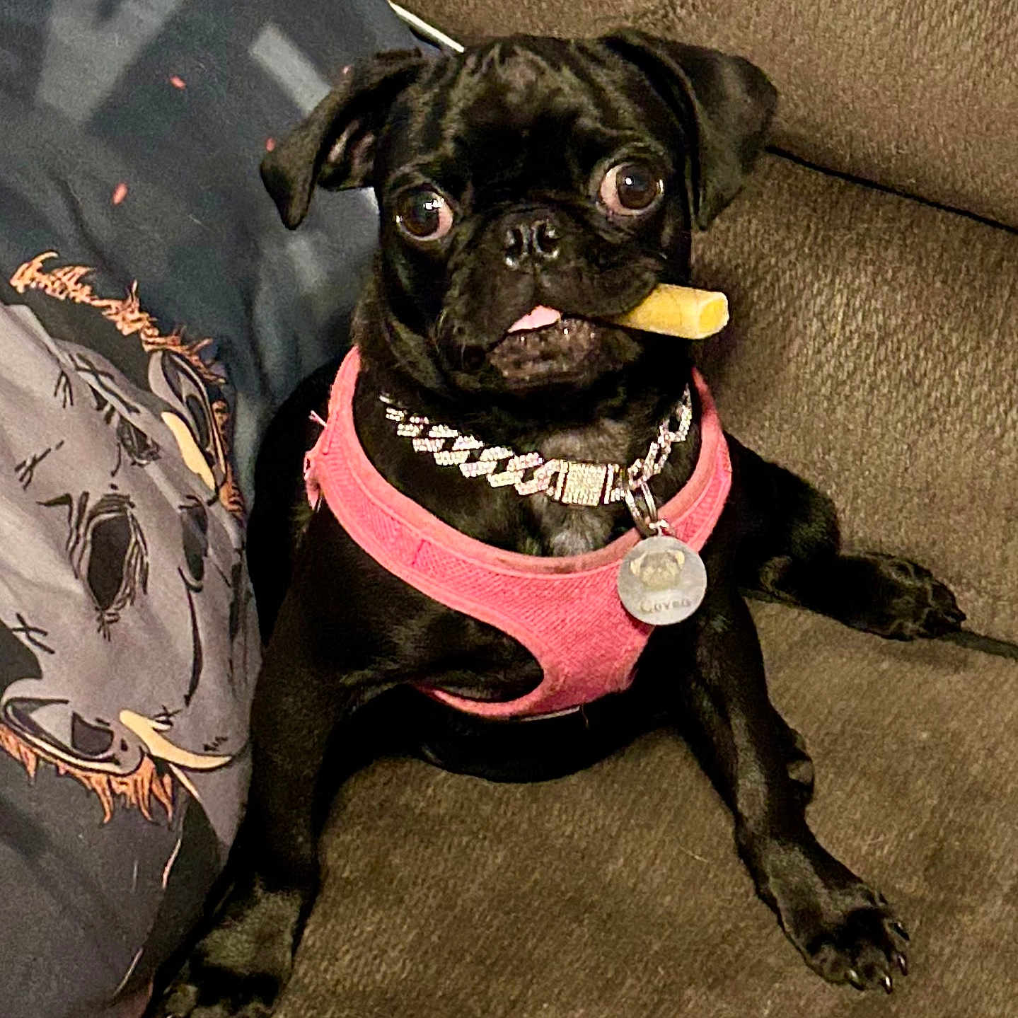 Coven is registered to the contest to win money with this photo: animal, black_dog, charming, collar, couch, cute, dog, domestic_animal, fur, harness, indoor, paw, pet, pug, sitting, small_dog, snout, tongue, treat, wide_eyes