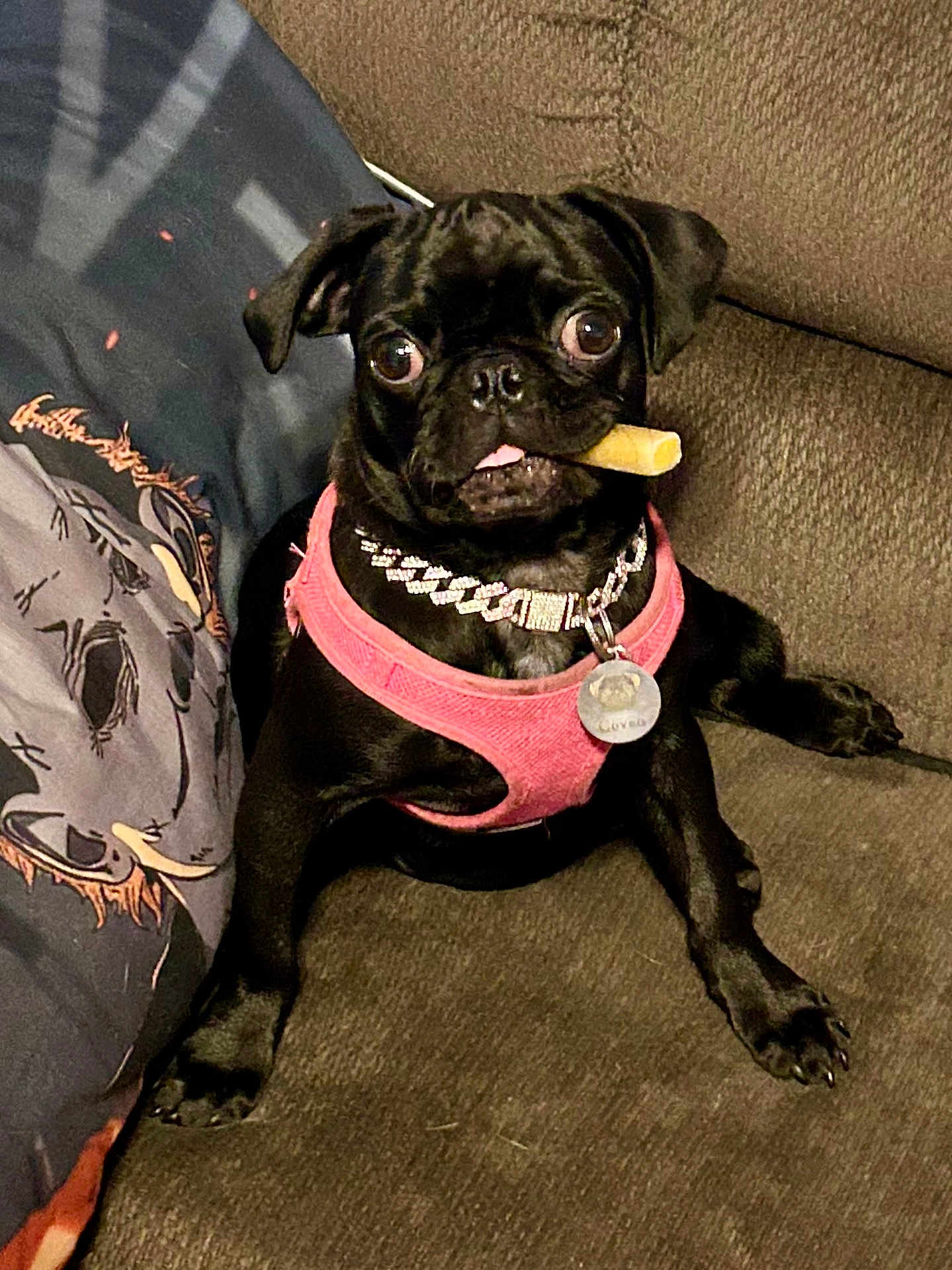 Coven is registered to the contest to win money with this photo: dog, pug, black_dog, pet, couch, indoor, harness, collar, treat, cute, animal, small_dog, domestic_animal, sitting, wide_eyes, fur, paw, snout, tongue, charming