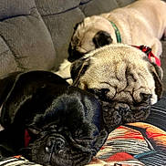 Coven is registered to the contest to win money with this photo: dog, pug, sleeping, couch, pet, animal, resting, closeup, fur, cute, domestic_animal, indoors, three_dogs, face, snout, wrinkles, companion, relaxation, friendship, cozy