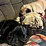 dog, pug, sleeping, couch, pet, animal, resting, closeup, fur, cute, domestic_animal, indoors, three_dogs, face, snout, wrinkles, companion, relaxation, friendship, cozy