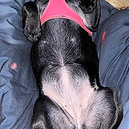 Coven joined the competition — help win amazing prizes! animal, black_dog, blanket, blue_blanket, canine, companion, cozy, cute, dog, domestic_animal, fur, indoor, lying_down, paw, pet, pink_harness, relaxed, resting, sleeping, two_dogs