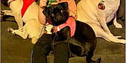 Coven joined the competition — help win amazing prizes! child, dog, pug, black_dog, beige_dog, harness, couch, indoor, playing, game_console, barefoot, pet, furniture, leash, casual_clothing, relaxing, cute, young_child, domestic_animal, brown_couch